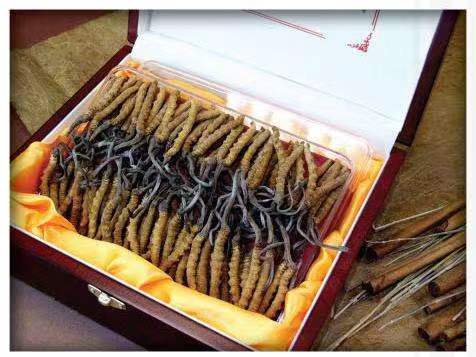 称多冬虫夏草回收